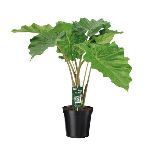 Alocasia Portodora - ↨80cm - Ø21cm - 123flora.nl