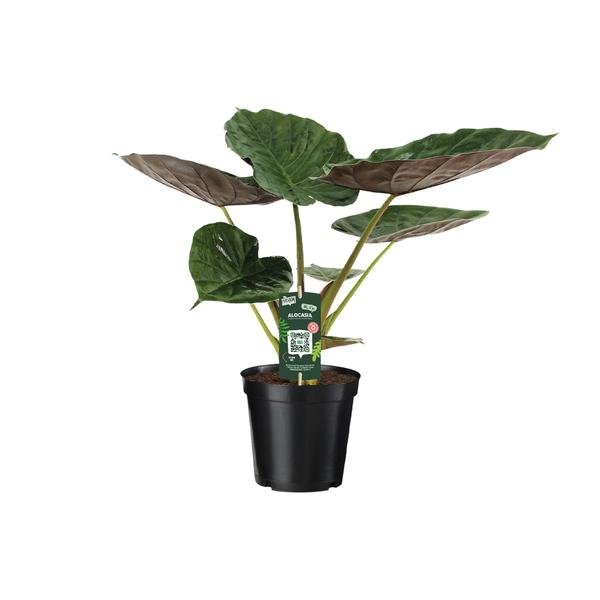 Alocasia Wentii - Olifantsoor - 70cm - Ø19 - 123flora.nl