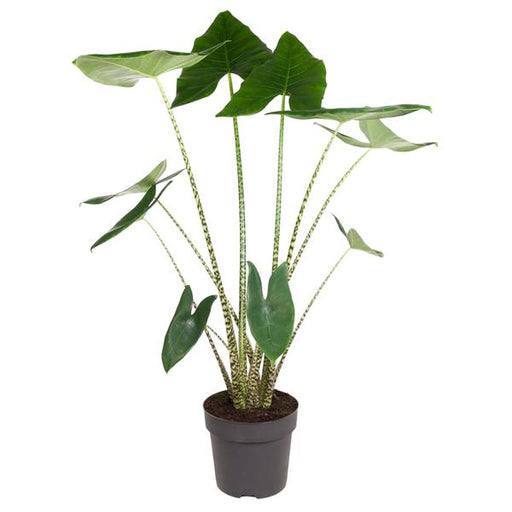 Alocasia Zebrina - 130 cm - ø32 - 123flora.nl