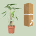 Alocasia Zebrina - Ø21cm - ↕80cm - 123flora.nl