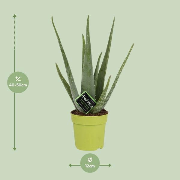 Aloe Vera - Ø12cm - ↕45cm - 123flora.nl