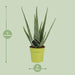 Aloe Vera - Ø12cm - ↕45cm - 123flora.nl