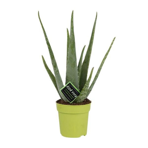 Aloe Vera - Ø12cm - ↕45cm - 123flora.nl