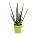 Aloe Vera - Ø12cm - ↕45cm - 123flora.nl