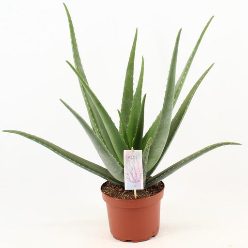 Aloe Vera - Ø19cm - ↕70cm - 123flora.nl