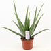 Aloe Vera - Ø19cm - ↕70cm - 123flora.nl