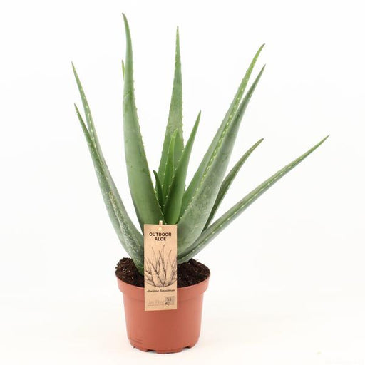 Aloe Vera - Ø19cm - ↕70cm - 123flora.nl