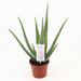 Aloe Vera P14 - Ø14cm - ↕45cm - 123flora.nl