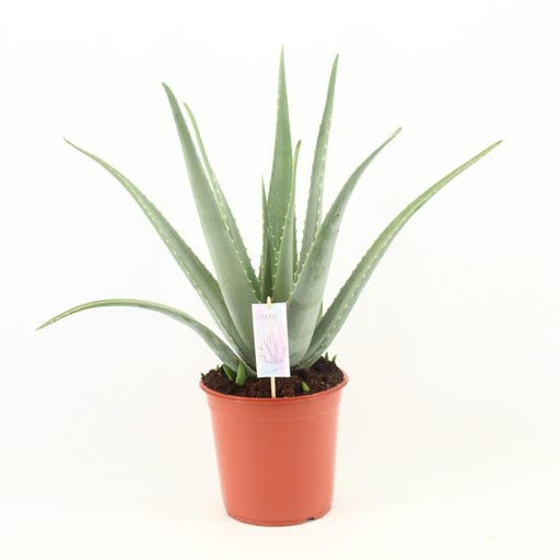 Aloe Vera P24 - Ø24cm - ↕70cm - 123flora.nl