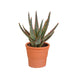 Aloë zebrina Dannyz 10,5cm - in terracotta pot - 123flora.nl