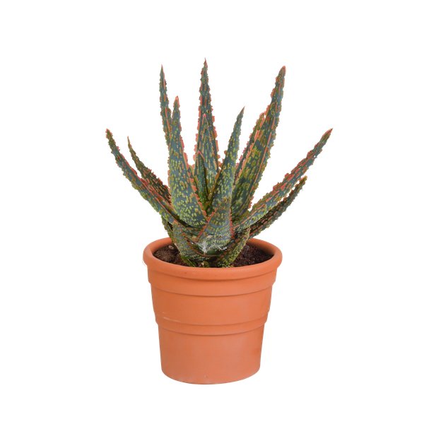 Aloë zebrina Dannyz 10,5cm - in terracotta pot - 123flora.nl