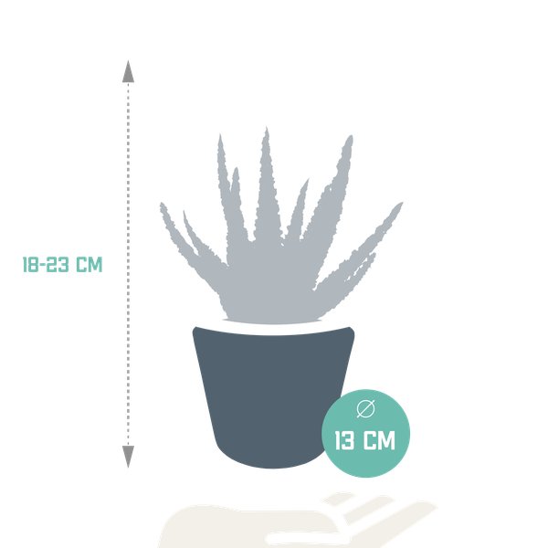 Aloë zebrina Dannyz 10,5cm - in witte pot - 123flora.nl