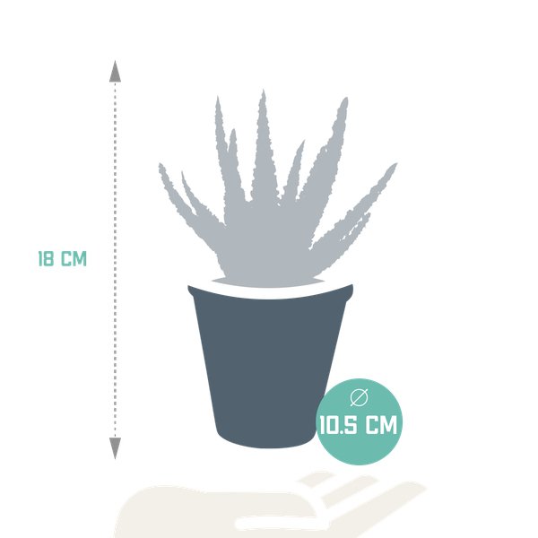 Aloë zebrina Dannyz 10,5cm - zonder pot - 123flora.nl