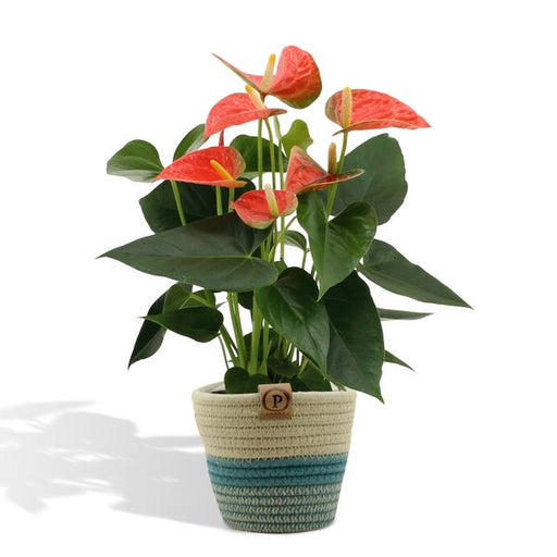 Anthurium andreanum Prince of Orange incl. PURE mand - 45cm - Ø12 - 123flora.nl