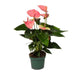 Anthurium Sweet Dream - Ø12cm - ↕35cm - 123flora.nl