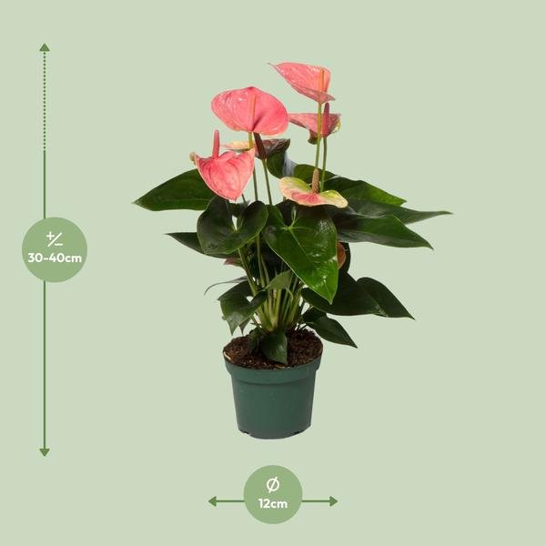 Anthurium Sweet Dream - Ø12cm - ↕35cm - 123flora.nl