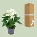 Anthurium White - Ø12cm - ↕43cm - 123flora.nl