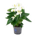 Anthurium White - Ø12cm - ↕43cm - 123flora.nl