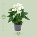 Anthurium White - Ø12cm - ↕43cm - 123flora.nl