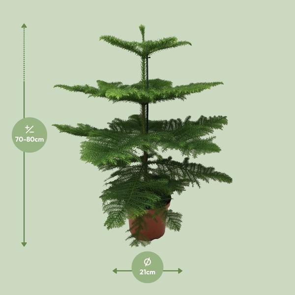 Araucaria Heterophylla - Ø21 - ↨70cm - 123flora.nl