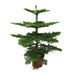 Araucaria Heterophylla - Ø21 - ↨70cm - 123flora.nl