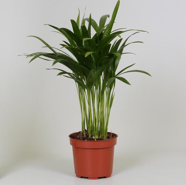 Areca Dypsis - Ø12cm - ↕35cm