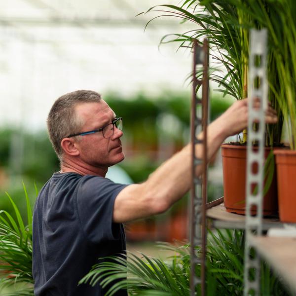 Areca met mand - ↨110cm -Ø21cm - 123flora.nl