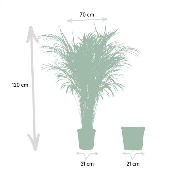 Areca met mand - ↨110cm -Ø21cm - 123flora.nl