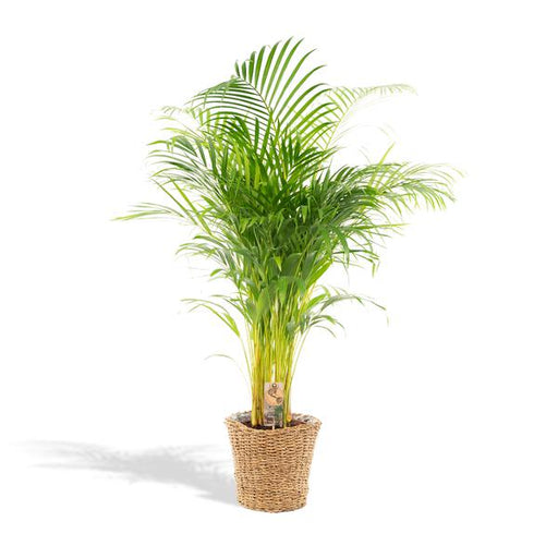 Areca met mand - ↨130cm - Ø24cm - 123flora.nl