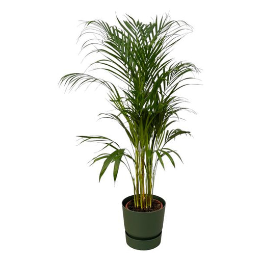 Areca palm - ↨110cm - Ø21cm inclusief elho Greenville Round groen D24xH23 - 123flora.nl