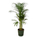 Areca palm - ↨110cm - Ø21cm inclusief elho Greenville Round groen D24xH23 - 123flora.nl