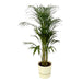 Areca palm - ↨110cm - Ø21cm inclusief elho Greenville Round wit D24xH23 - 123flora.nl