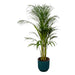 Areca palm - ↨110cm - Ø21cm inclusief elho Vibes Fold Round blauw D22xH20 - 123flora.nl