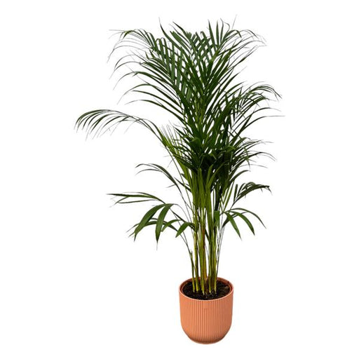 Areca palm - ↨110cm - Ø21cm inclusief elho Vibes Fold Round roze D22xH20 - 123flora.nl