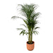 Areca palm - ↨110cm - Ø21cm inclusief elho Vibes Fold Round roze D22xH20 - 123flora.nl