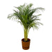 Areca palm - ↨130cm - Ø24cm inclusief elho Greenville Round bruin D30xH28 - 123flora.nl