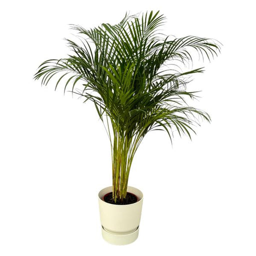 Areca palm - ↨130cm - Ø24cm inclusief elho Greenville Round wit D30xH28 - 123flora.nl