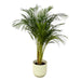 Areca palm - ↨130cm - Ø24cm inclusief elho Vibes Fold Round wit D30xH27 - 123flora.nl