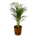 Areca palm - ↨85cm - Ø19cm inclusief elho Greenville Round bruin D24xH23 - 123flora.nl