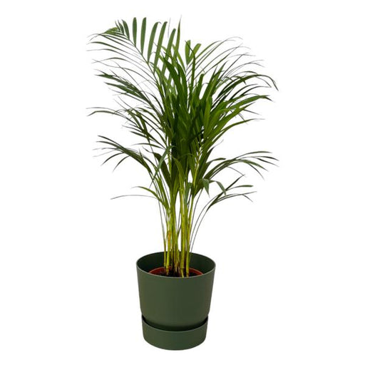 Areca palm - ↨85cm - Ø19cm inclusief elho Greenville Round groen D24xH23 - 123flora.nl