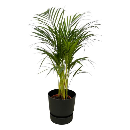 Areca palm - ↨85cm - Ø19cm inclusief elho Greenville Round zwart D24xH23 - 123flora.nl