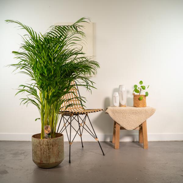 Areca palm met pot - ↨130cm - Ø24cm