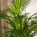 Areca palm - Ø19cm - ↕85cm - 123flora.nl