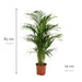 Areca palm - Ø19cm - ↕85cm - 123flora.nl