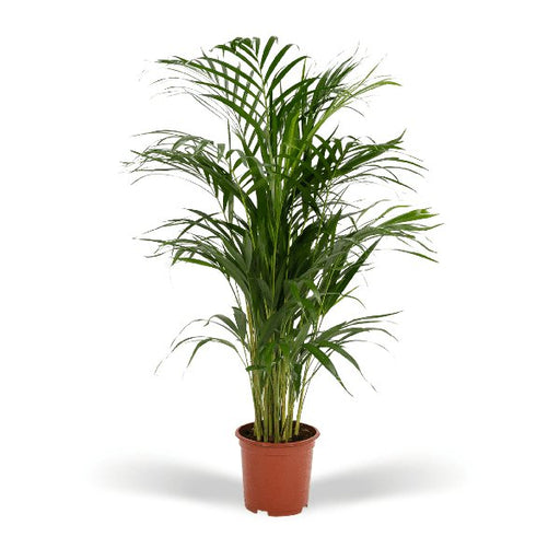 Areca palm - Ø19cm - ↕85cm - 123flora.nl