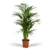 Areca palm - Ø19cm - ↕85cm - 123flora.nl