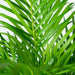 Areca palm - Ø21cm - ↕110cm - 123flora.nl