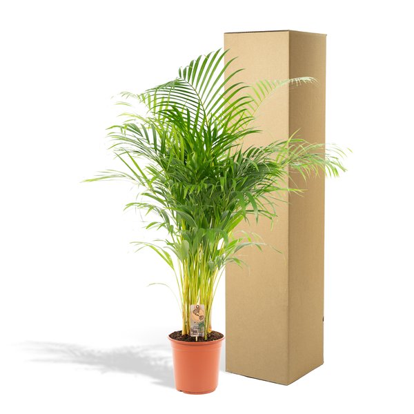 Areca palm - Ø24cm - ↕130cm - 123flora.nl