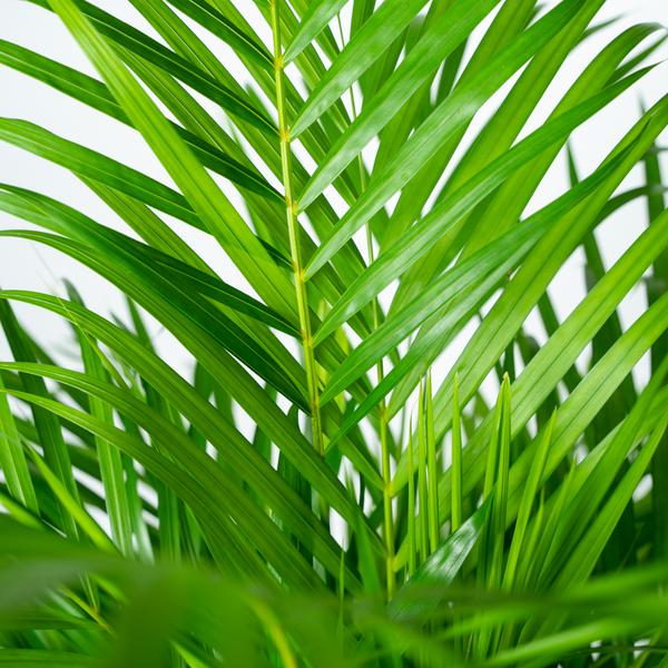 Areca palm - Ø24cm - ↕130cm - 123flora.nl