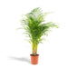 Areca palm - Ø24cm - ↕130cm - 123flora.nl